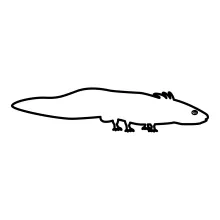 Easy One-Line Axolotl Drawing to Explore Fun Animal Forms