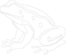 One-Line Bullfrog Drawing: Study Strong Body Shapes with Minimal Lines