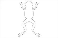 One-Line Frog Sketch for Learning Art Through Simple, Repeatable Forms