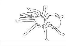 Tarantula spider single continuous line wildlife art.