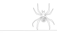 Single line drawing of spider insect.