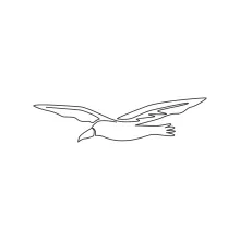 One Line Albatross Drawing: A Gentle Way to Sketch Large Seabirds