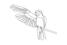 One Line Drawing of a Parrot: Simple and Fun Art for Practicing Bird Features