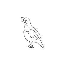 "Minimalist One Line California Quail Drawing: Capturing a Curious Ground-Dweller"
