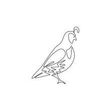 "One Line California Quail Drawing: A Minimalist Approach to Capturing Playful Wildlife"