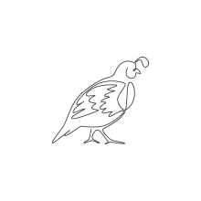 "One Line California Quail Drawing: A Minimalist Study of a Distinctive Ground Bird"