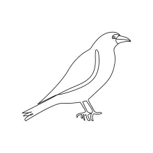 Learn to Draw a Crow in One Line for Easy Shape and Line Practice