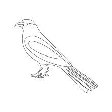 Crow Drawing Using One Line to Build Control and Simplicity in Everyday Art