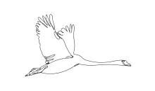 Swan Bird Drawing in One Line: Simple Animal Shape Practice for Beginners