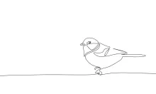 "One-Line Tit Drawing: A Minimalist Approach to Capturing a Lively Small Bird"