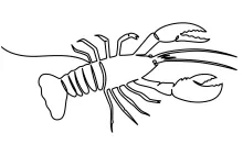 Red Lobster Crayfish One-Line Drawing for Practicing Body Segments and Symmetry