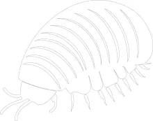 Simple One-Line Pill Bug Drawing: Learn How to Outline Curved Shapes Easily