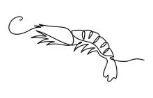 One-Line Shrimp Drawing Tutorial: A Fun Way to Build Observation and Line Skills