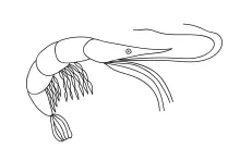 Easy Shrimp One-Line Drawing for Practicing Shape Recognition and Line Control