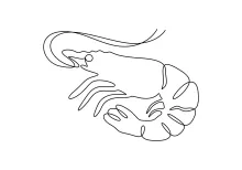 Drawing a Shrimp with One Line: A Great Exercise for Art Students