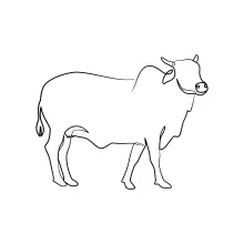Simple Cow Drawing in One Line: A Fun Way to Practice Animal Outlines