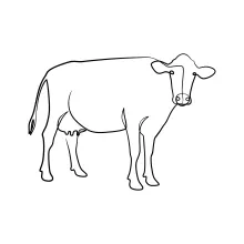 Easy Cow Drawing with One Line: Develop Animal Drawing Skills Step by Step
