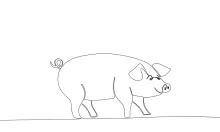 Fast Pig Drawing with One Line: Fun and Simple Animal Art for Everyday Practice