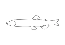 White Bass One-Line Drawing: Practice Balanced Curves with a Freshwater Subject