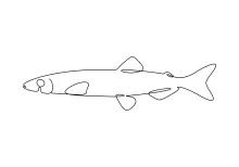 Simple Capelin One-Line Art: Draw Tiny Ocean Life with Confidence