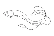 One-Line Eel Drawing: Learn Long Shapes and Smooth Lines in One Go