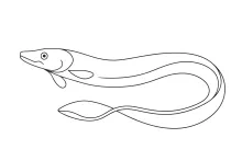 Simple Eel One-Line Drawing: Practice Long, Curved Shapes with Control