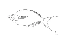 Flounder Fish One-Line Drawing: A Fast and Fun Way to Improve Basic Drawing Skills