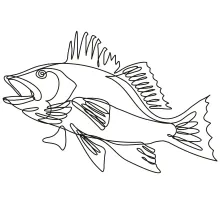 One-Line Largemouth Bass Drawing: Focus on Big Features in a Simple Animal Sketch