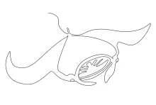Manta Ray One-Line Drawing: Explore Big Marine Shapes in a Simple Way