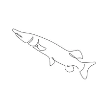 Muskellunge One-Line Drawing: Practice Long Fish Shapes with Simple Lines