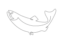 Salmon One-Line Drawing: Sketch a Sleek Fish with a Single Continuous Line