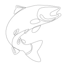 One-Line Salmon Drawing: Learn Elongated Body Form in a Simple Sketch