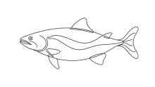 Simple Salmon One-Line Art: Learn Coordination with a Familiar Sea Animal