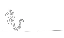Simple Seahorse One-Line Drawing: Master Curved Lines and Sea Creatures