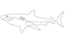 One-Line Shark Drawing: Simple Ocean Predator Art for Beginner Artists