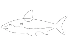 One-Line Shark Drawing: Simple Project to Boost Artistic Confidence