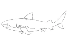 Shark One-Line Drawing: Learn to Draw with Clear and Strong Sea Shapes