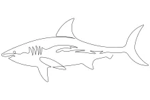 Easy One-Line Shark Drawing: Bold and Clear Shapes for Practice