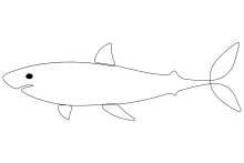 Simple Shark Drawing in One Line: Develop Skills with a Bold Ocean Creature