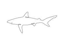 Shark One-Line Drawing: Simple Marine Animal Practice for Steady Line Skills