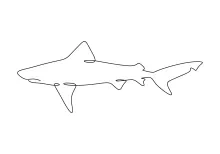 Shark One-Line Drawing: Learn Animal Form with Strong and Simple Lines