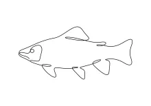 White Bass One-Line Drawing: Practice Symmetrical Fish Forms with One Stroke
