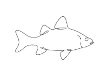 Simple One-Line White Bass Sketch: Learn Clean Lines with Easy Fish Form