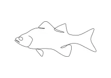 White Bass Fish One-Line Art: Improve Focus with Easy Freshwater Sketch