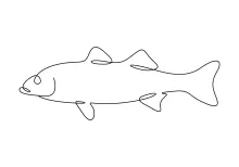 One-Line Drawing of White Bass Fish: Explore Line Flow with a Simple Animal