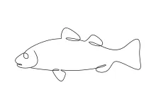 Freshwater Bass One-Line Sketch: Easy Animal Drawing for Steady Handwork