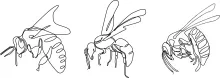 Bee Flying Upwards: A One Line Drawing Challenge