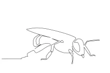 Draw an Insect Bee with One Line: Great for Science and Art Learning