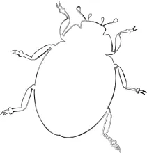 Simple Beetle Drawing in One Line: Easy Exercise for Form and Balance