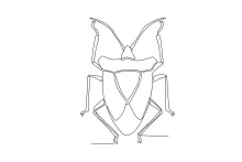 Big Beetle One-Line Drawing: Learn Structure and Bold Shape Composition